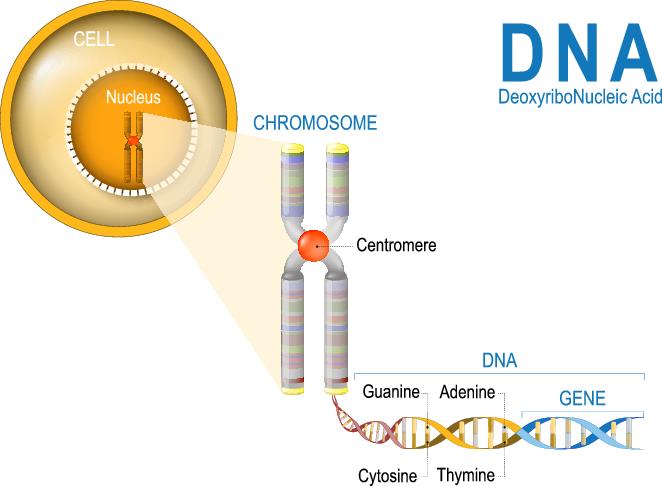 DNA diagram